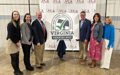 Flair Communication Designs Virginia Verified Beef Logo